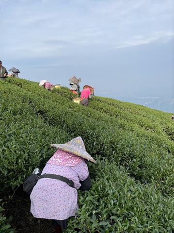 茶製品-茶 產品圖片（產品編號 464278）