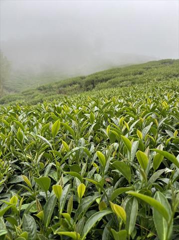 茶製品-茶 產品圖片（圖片編號 610772）