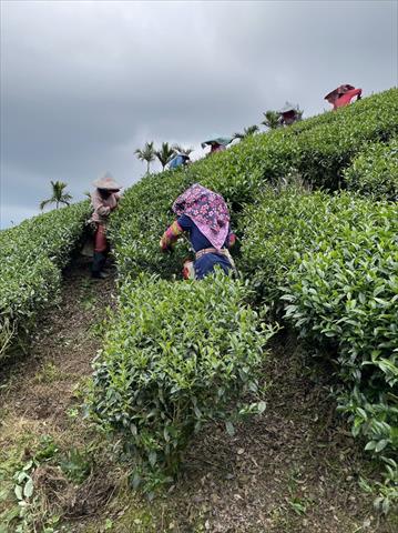 茶製品-茶 產品圖片（圖片編號 610774）