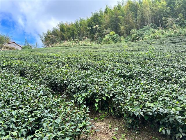 茶製品-茶 產品圖片（產品編號 464309）