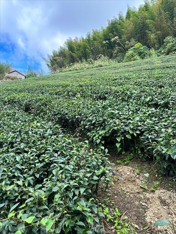 茶製品-茶 產品圖片（圖片編號 610793）