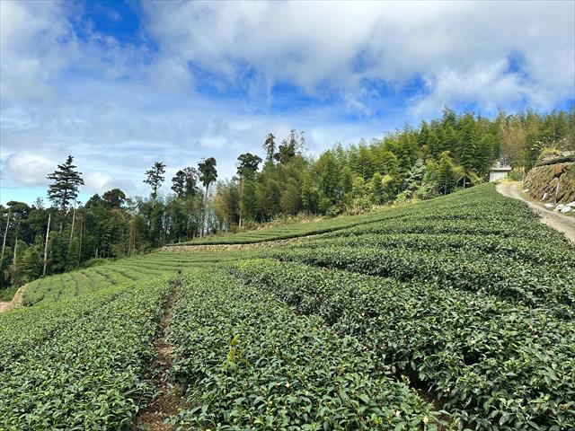 茶製品-茶 產品圖片（圖片編號 610795）