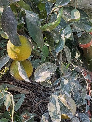 柳橙 產品圖片（產品編號 464812）