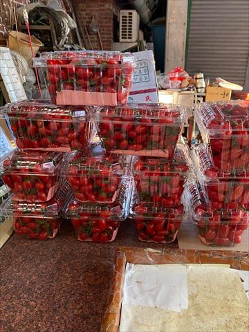 番茄(含小番茄) 產品圖片（圖片編號 612904）