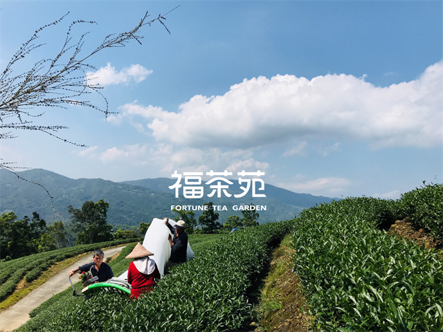 茶製品-茶 產品圖片（圖片編號 612939）