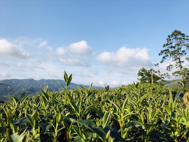 茶製品-茶 產品圖片（產品編號 464826）