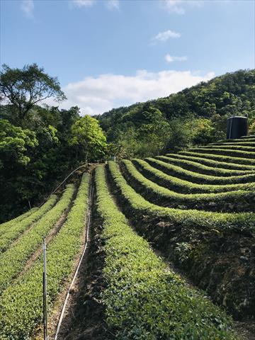 茶製品-茶 產品圖片（圖片編號 612941）