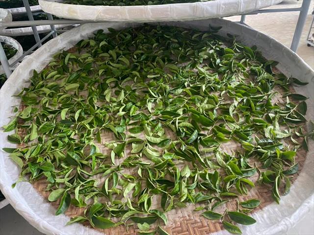 茶製品-茶 產品圖片（圖片編號 613452）