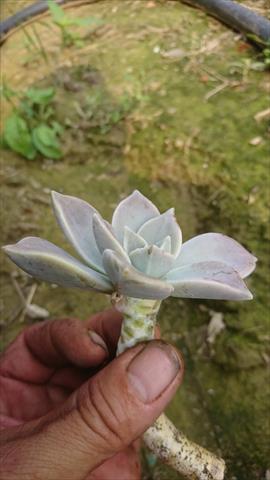 石蓮花 產品圖片（圖片編號 615643）