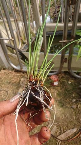 荸薺 產品圖片（圖片編號 615644）