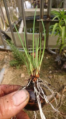 荸薺 產品圖片（圖片編號 615645）