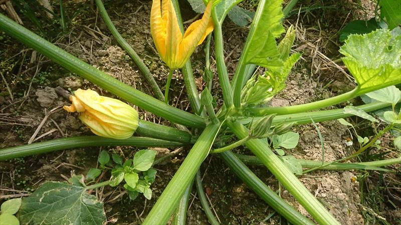 夏南瓜 產品圖片（圖片編號 615646）