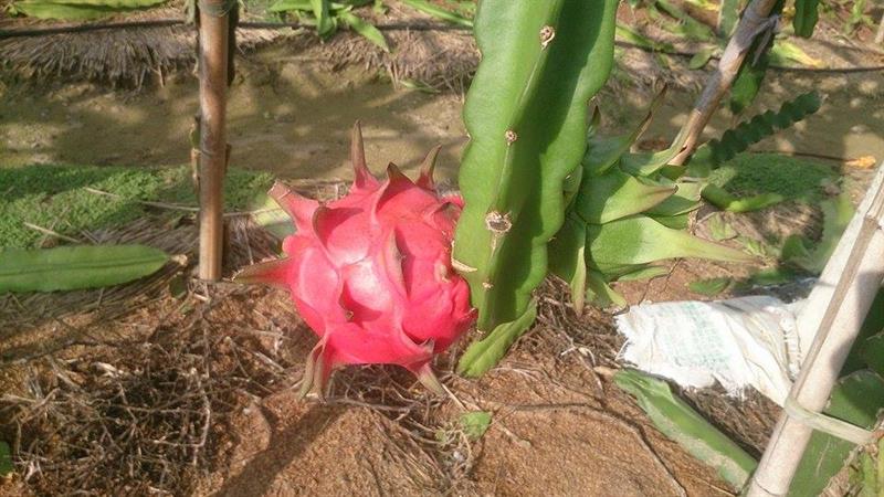 紅龍果 產品圖片（圖片編號 615656）