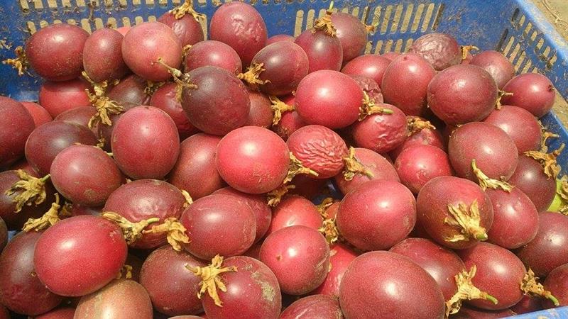 百香果 產品圖片（圖片編號 615659）