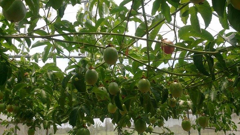 百香果 產品圖片（圖片編號 615661）