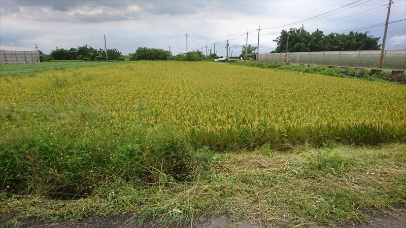 食米(白米) 產品圖片（圖片編號 615665）
