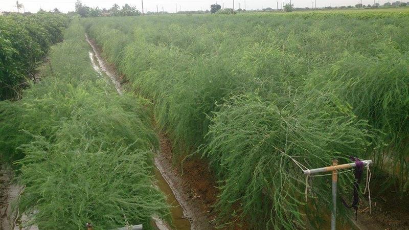 蘆筍 產品圖片（圖片編號 615670）