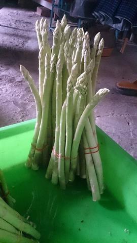 蘆筍 產品圖片（圖片編號 615671）