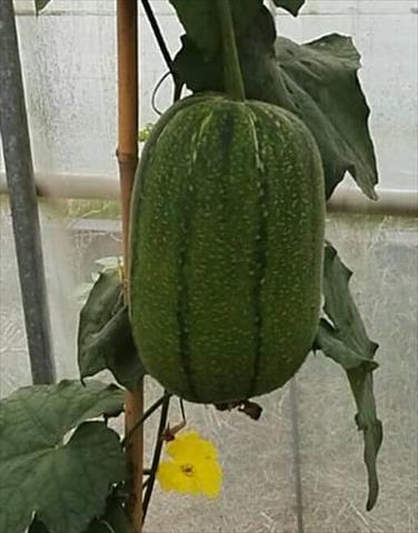 絲瓜 產品圖片（圖片編號 615672）