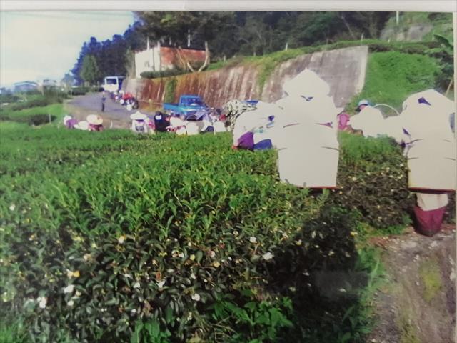 茶製品-茶 產品圖片（圖片編號 616138）