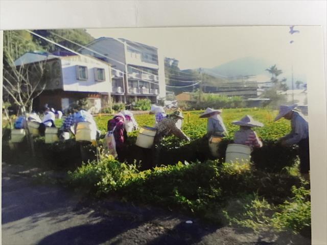 茶製品-茶 產品圖片（產品編號 466309）