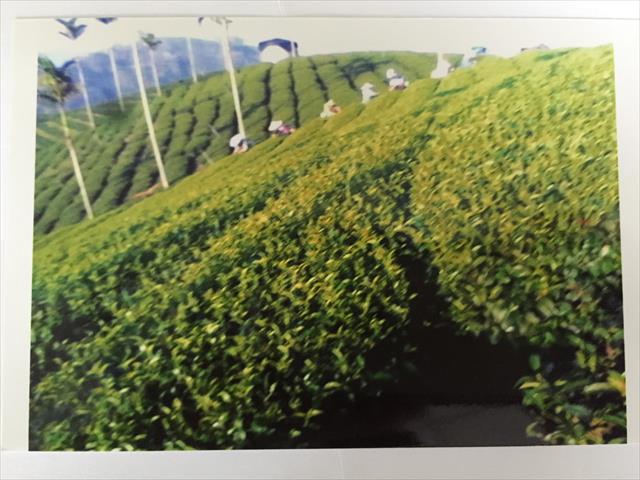 茶製品-茶 產品圖片（圖片編號 616140）