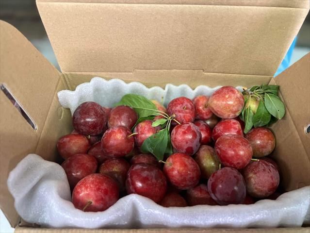 李 產品圖片（圖片編號 617486）