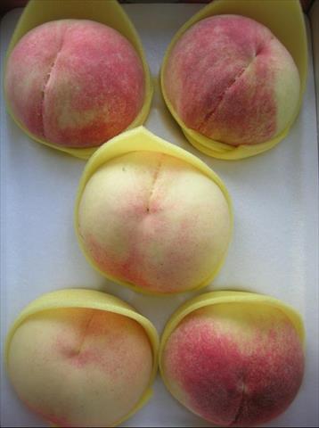 桃 產品圖片（產品編號 467109）
