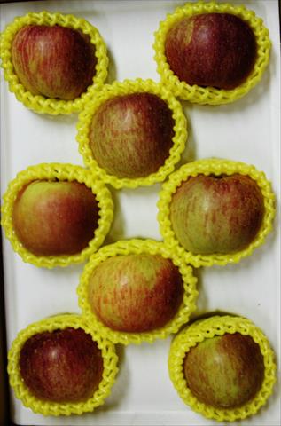 蘋果 產品圖片（圖片編號 617495）