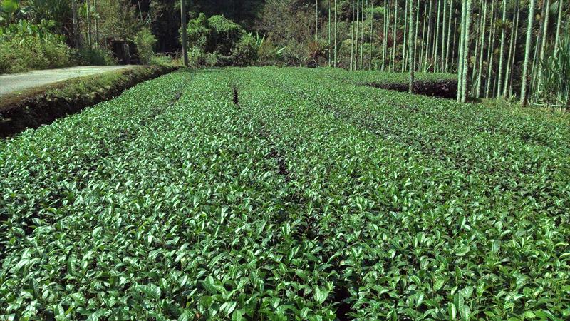 茶製品-茶 產品圖片（圖片編號 618261）
