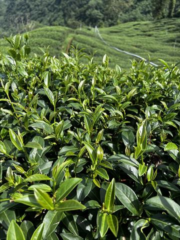 茶製品-茶 產品圖片（圖片編號 618268）