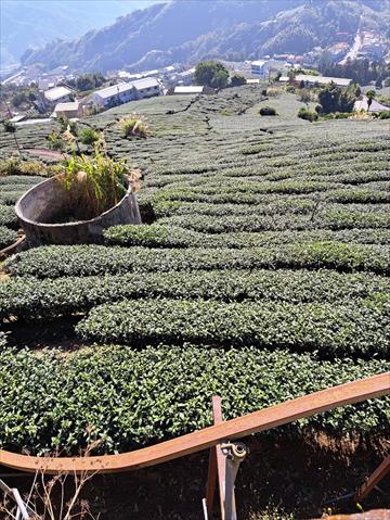 茶製品-茶 產品圖片（產品編號 467233）