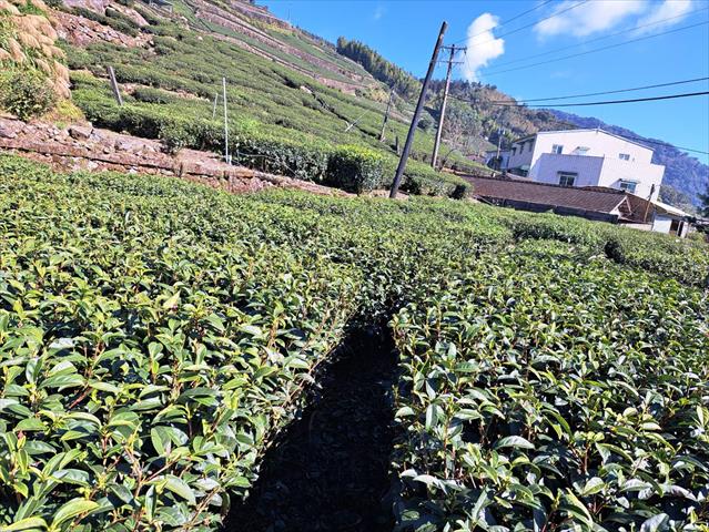茶製品-茶 產品圖片（圖片編號 618277）