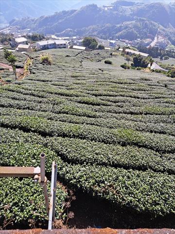 茶製品-茶 產品圖片（圖片編號 618279）