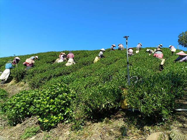 茶製品-茶 產品圖片（圖片編號 618282）