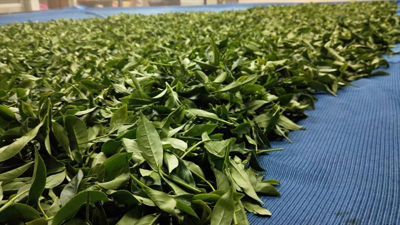 茶製品-茶 產品圖片（圖片編號 618284）