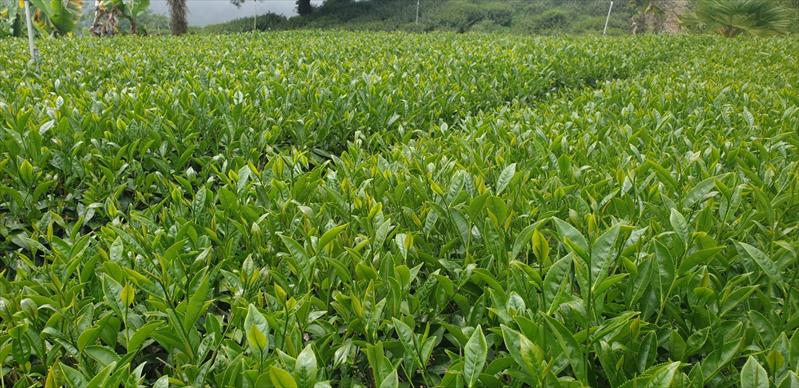 茶製品-茶 產品圖片（圖片編號 618288）