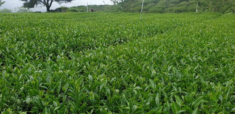茶製品-茶 產品圖片（圖片編號 618289）