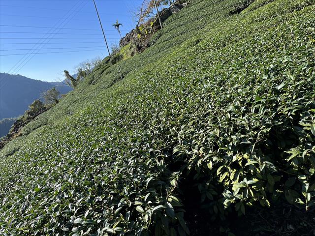 茶製品-茶 產品圖片（圖片編號 618291）
