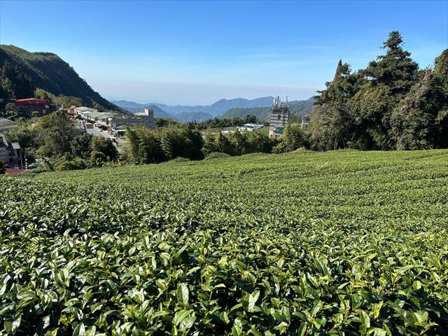 茶製品-茶 產品圖片（圖片編號 618293）