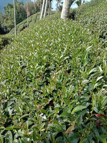 茶製品-茶 產品圖片（產品編號 467237）