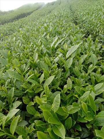 茶製品-茶 產品圖片（圖片編號 618297）
