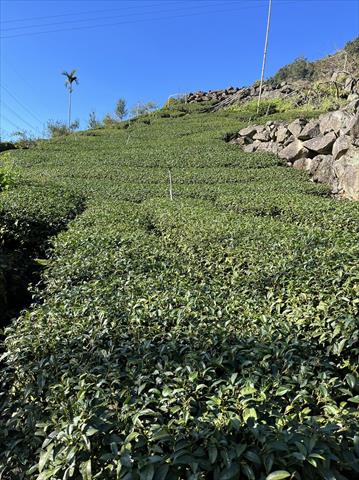 茶製品-茶 產品圖片（圖片編號 618301）