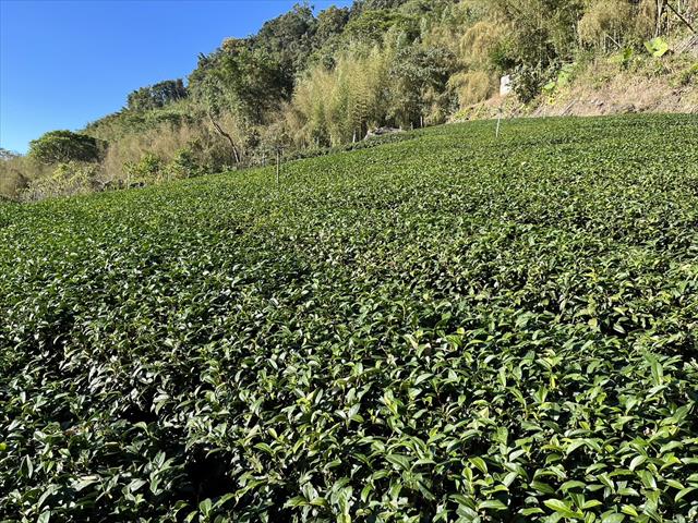 茶製品-茶 產品圖片（圖片編號 618302）