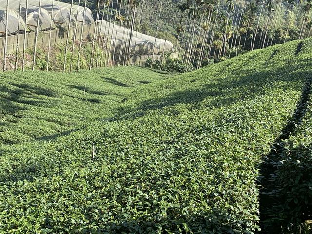 茶製品-茶 產品圖片（圖片編號 618310）