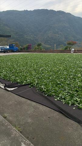 茶製品-茶 產品圖片（圖片編號 618311）