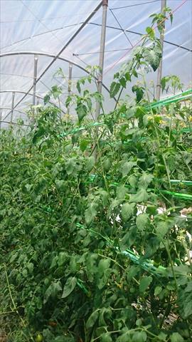 番茄(含小番茄) 產品圖片（圖片編號 618319）