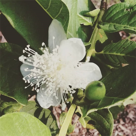 番石榴(芭樂) 產品圖片（產品編號 467510）