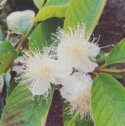 番石榴(芭樂) 產品圖片（圖片編號 618627）