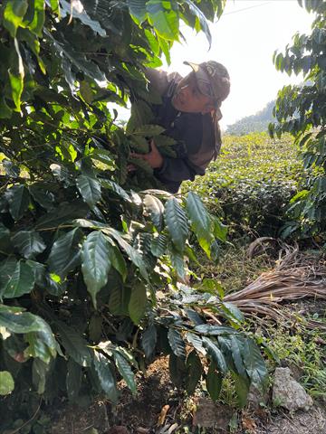 咖啡製品-咖啡 產品圖片（產品編號 468204）